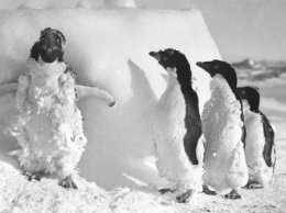 Ученые обнаружили в Антарктиде сотни мумий пингвинов