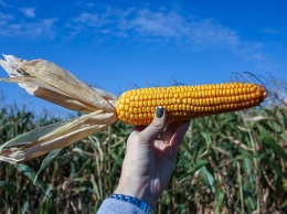 В Украине ожидается рекордный урожай кукурузы