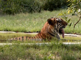 В Индии хотят провести масштабную облаву на тигрицу, убившую уже 13 человек