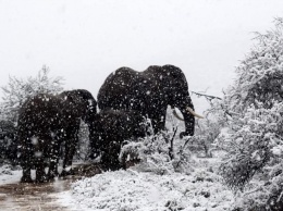 В ЮАР пришла зима. Слоны и жирафы гуляют по заснеженным джунглям. Видео