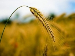 В Украине снизились запасы пшеницы