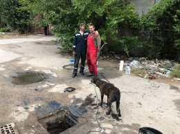 Одесситы семь часов вызволяли из люка уличную собаку (фото)