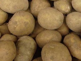 Селянин вырастил картофель массой в 1,2 кг (ФОТО)