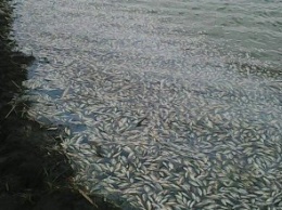 В одном из притоков Самары произошел замор рыбы: на берег вынесло более 1,5 тонны карасей