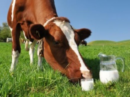 Ученые доказали пользу молока для продления жизни