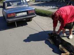 Киевская пенсионерка зверски поиздевалась над своей собакой