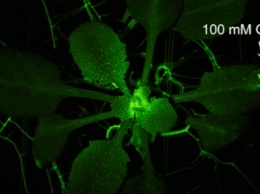 Ученые показали реакцию растений на страдание