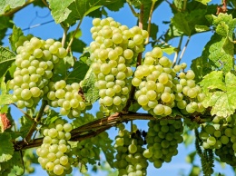 Польза для здоровья и правила выбора винограда