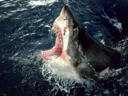 Впервые за 80 лет акула убила человека на северо-востоке США