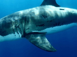 ДНК белых акул как средство защиты от них