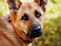 «Запредельный уровень бесчеловечности»: В Винницкой области собаку привязали к такси и потащили по асфальту