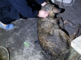 В Каменском спасатели освободили собаку, упавшую в колодец глубиной 25 метров