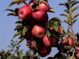 В Австралии нашли яблоки с иглами (фото)