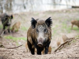 Бельгийская Валлония выделила миллион евро на борьбу с африканской чумой свиней