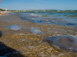 В Одессе нашествие медуз: более 500 человек пострадали (фото)