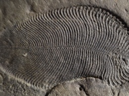 Палеонтологи определили останки одного из первых животных на Земле
