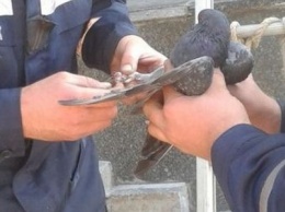 В Днепре сотрудники ГСЧС спасли голубя