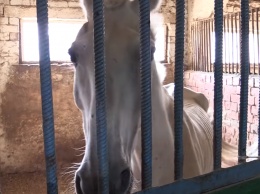 Зоозащитники рассказали о заморенных голодом полицейских лошадях в Саратове
