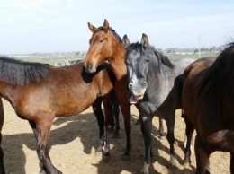 В Башкирии воры украли 19 лошадей и перегнали их в челябинский поселок