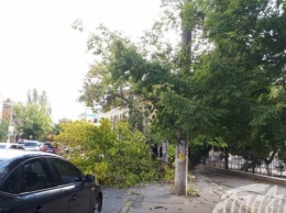 Около «Большевички» рухнувшая ветка дерева оборвала электропровода