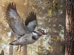 Китайские ученые нашли «промежуточное звено» в эволюции птиц