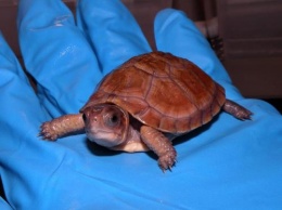 Врачи обнаружили мертвую черепаху во влагалище женщины