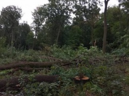 После драки "титушек" с местными и полицией в Буче застройщик все-таки вырубил лес