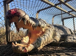 Биолог оседлал огромного крокодила для селфи