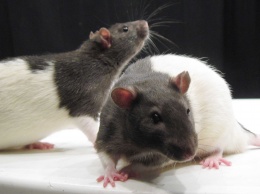 Микроглия изменила поведение самцов крыс в период взросления