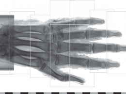 Изображение руки древнеегипетской мумии восстановили с помощью компьютерной томографии
