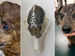 Ветеринары напечатали собаке новый череп