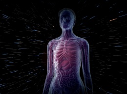 Ученые разрабатывают самую детализированную 3D-модель человеческого организма