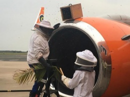 Пчелы задержали три рейса в аэропорту ЮАР, поселившись в двигателе самолета