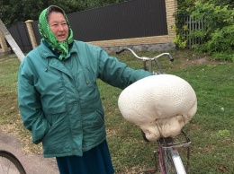 Фотофакт: на Полтавщине нашли огромный 5-килограмовый гриб