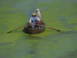 Генетики раскрыли секрет токсичности "зомби-водорослей"