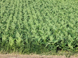 В Херсонской области ГФС изъяла табака на 243 млн грн, его выращивали под видом сои