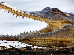 В Галичине хотят отгородиться от Донбасса трехметровой стеной с голодными крокодилами по периметру