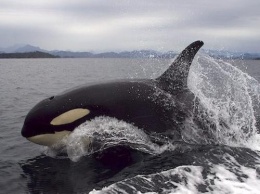 В Южной Калифорнии гигантские киты-убийцы преследовали рыбаков