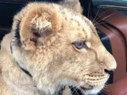 «Цирк приехал»: Во Владивостоке прогулка льва на машине попала на кадры видео