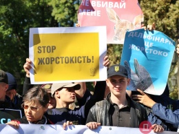 Во время Всеукраинского марша за права животных зоозащитники собирали подписи