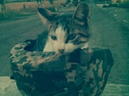 ''Братан, ты был настоящим'': украинцев растрогала история дружбы бойца АТО и кота
