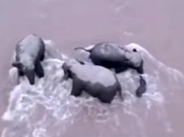 Спасение тонущего слоненка попало на видео в Китае