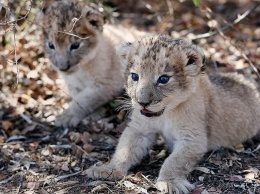 В Африке показали первых в мире львят «из пробирки»
