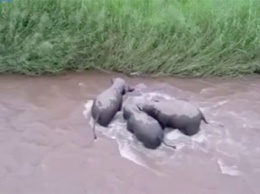 В Китае мама и тети пришли на помощь тонущему слоненку