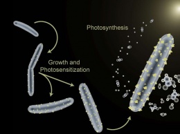 Создание биогибридов-производителей из бактерии