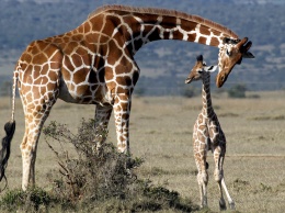 Биологи объяснили функции и происхождение пятен у жирафов