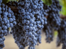 Вещество в виноградной кожуре защитит от рака легких