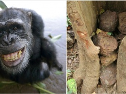 Мистическое поведение шимпанзе шокировало ученых: они верят в Бога и строят храмы