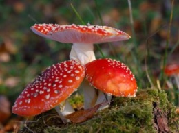 В 2018 году на Днепропетровщине отравились грибами 7 человек