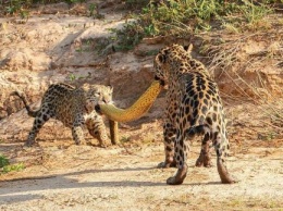 Перетягивание змеи: В Бразилии два ягуара не поделили гигантскую анаконду - сеть